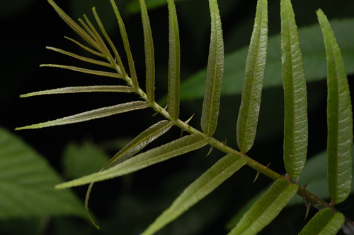 Zanthoxylum ailanthoides, photograph 3