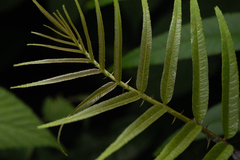 Zanthoxylum ailanthoides, photograph (c) Saryu Mae 前 朝琉, some rights reserved (CC BY)