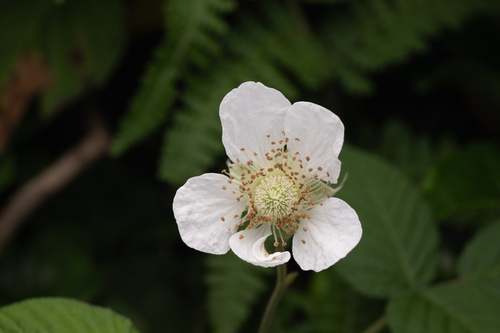 Rubus hirsutus, photograph 3