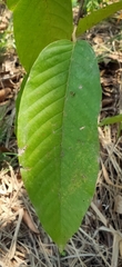 Dipterocarpaceae