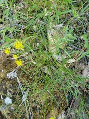 Lomatium marginatum marginatum