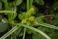 Cyperus cyperoides, photograph (c) Saryu Mae 前 朝琉, some rights reserved (CC BY)