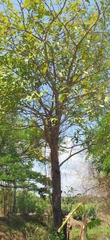 Dipterocarpaceae