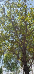 Dipterocarpaceae