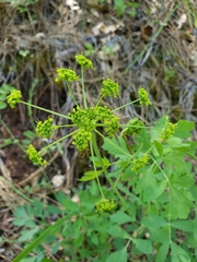 Lomatium californicum