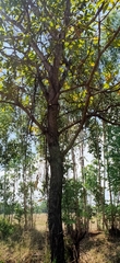 Dipterocarpaceae