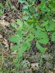 Lomatium californicum