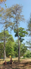 Dipterocarpaceae