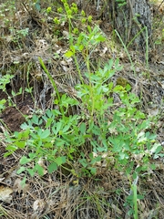 Lomatium californicum