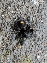 Phidippus audax