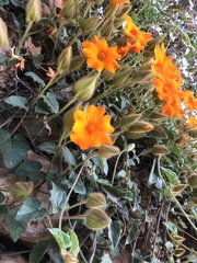 Thunbergia gregorii