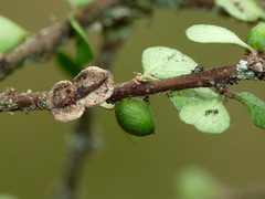 Pittosporum obcordatum