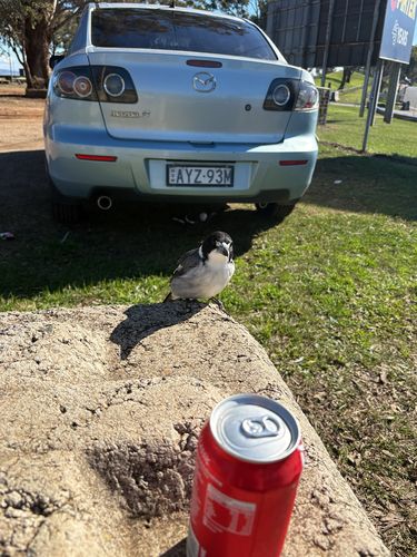 Grey Butcherbird