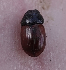 Aphodius fimetarius