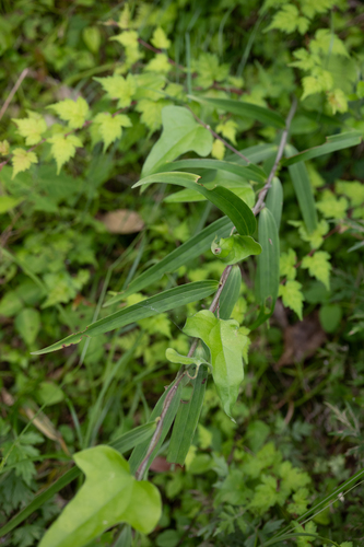 Lilium japonicum, photograph 1