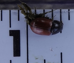 Aphodius fimetarius