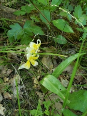 Erythronium multiscapideum
