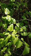 Smilax californica