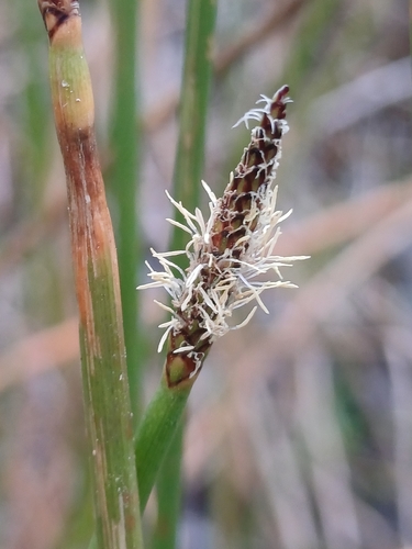 Eleocharis montana observed 2026-05-25