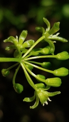Smilax californica