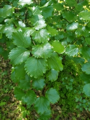 Viburnum ellipticum