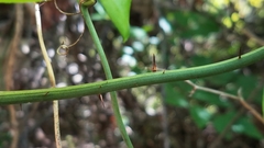Smilax californica