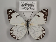 Belenois aurota aurota