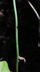 Smilax californica
