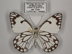 Belenois aurota aurota