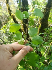 Viburnum ellipticum