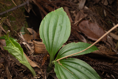 Liparis nervosa, photograph (c) Saryu Mae 前 朝琉, some rights reserved (CC BY)
