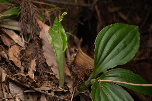 Liparis nervosa, photograph 3