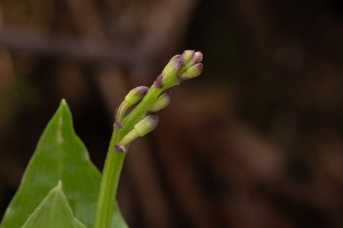 Liparis nervosa, photograph 2