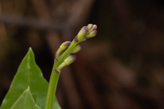 Liparis nervosa, photograph (c) Saryu Mae 前 朝琉, some rights reserved (CC BY)