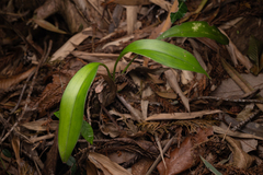 Cymbidium lancifolium, photograph (c) Saryu Mae 前 朝琉, some rights reserved (CC BY)