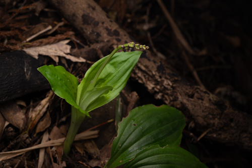 Liparis nervosa, photograph 1