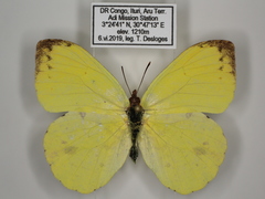 Afrodryas leda