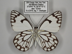 Belenois aurota aurota