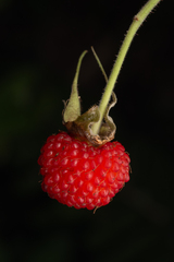 Rubus hirsutus