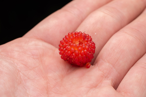 Rubus hirsutus, photograph 2