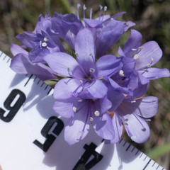 Gilia achilleifolia