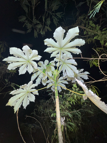 Cecropia schreberiana, photograph 6