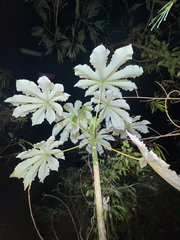 Cecropia schreberiana, photograph (c) Matteo Bellucci, some rights reserved (CC BY)