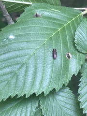 Anthaxia viridifrons