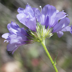 Gilia achilleifolia