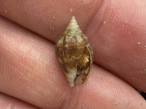 Columbella rusticoides observed 2026-06-15