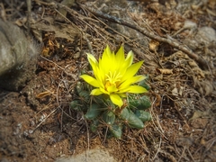 Mammillaria sphaerica