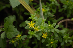 Sedum bulbiferum, photograph (c) Saryu Mae 前 朝琉, some rights reserved (CC BY)