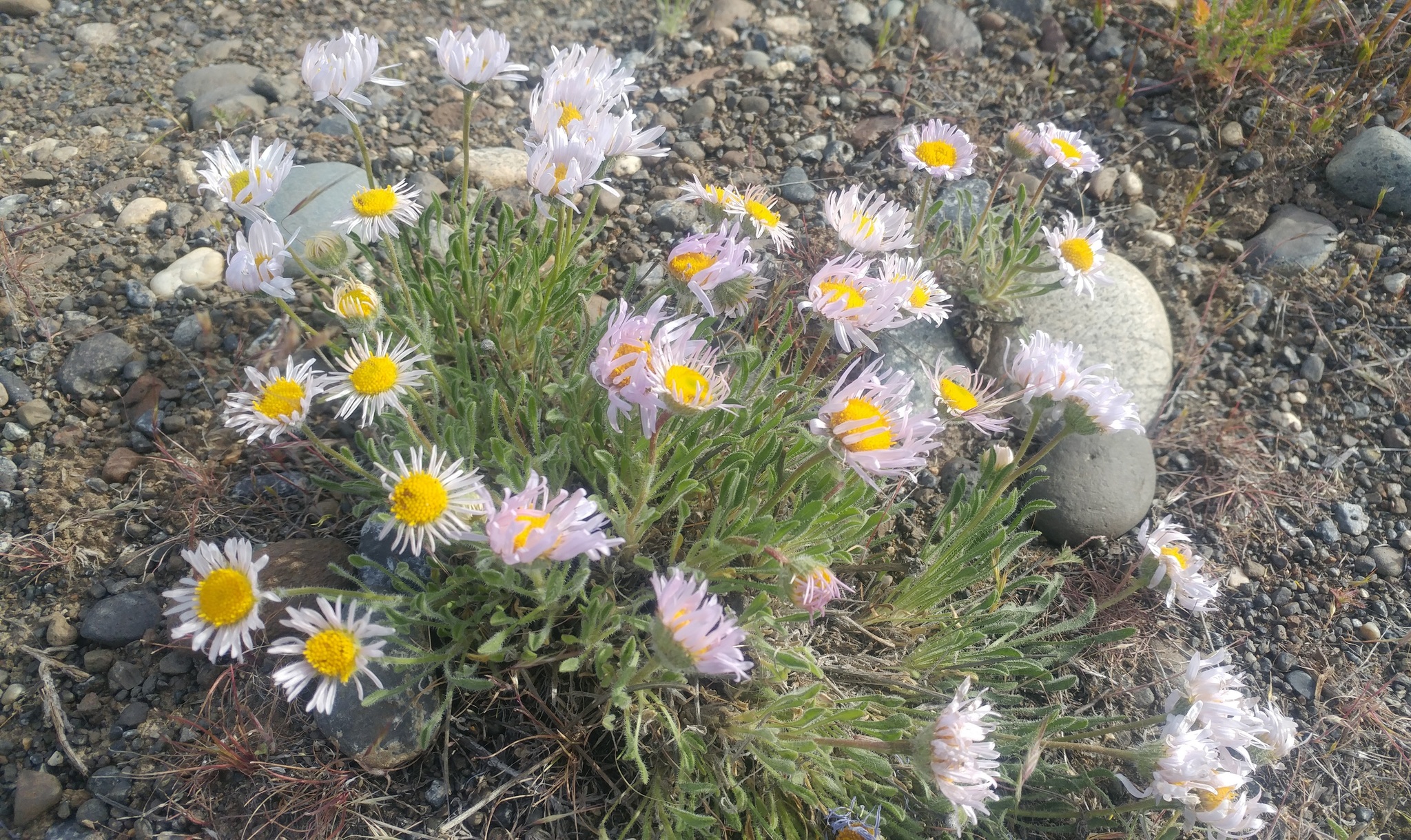 Erigeron poliospermus var. cereus