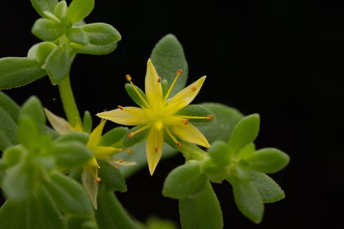 Sedum bulbiferum